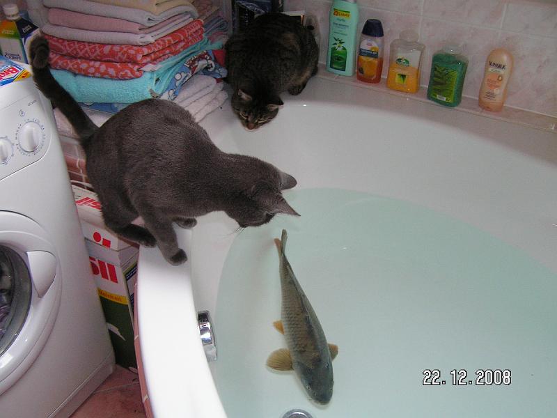 Kocky (97) - kapr.JPG